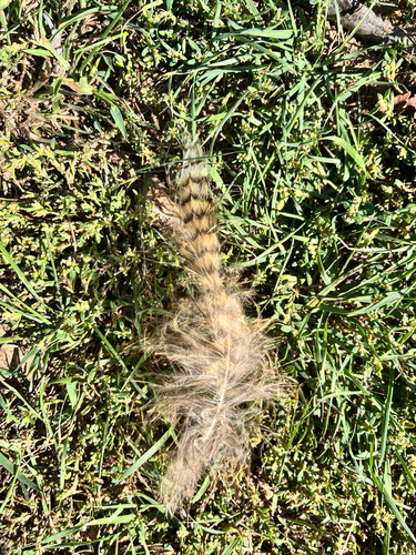View observation of {o.common_name} on iNaturalist
