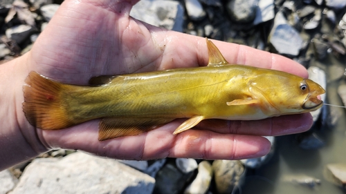 Ameiurus natalis