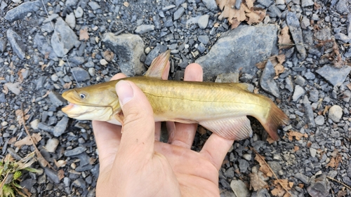 Ameiurus nebulosus