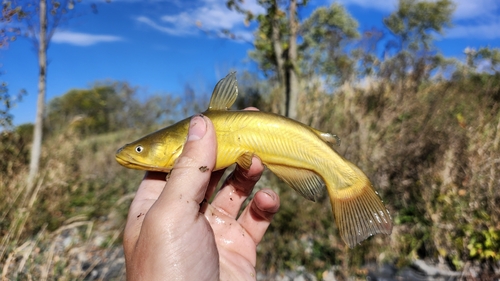 Ameiurus melas