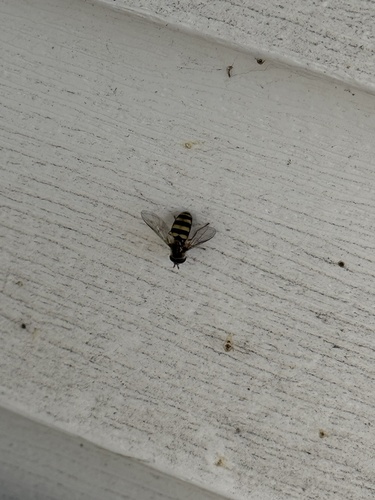 Unknown species found near Wisconsin, US