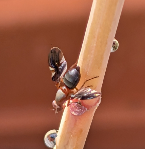 Unknown species found near Naperville, IL 60565, USA