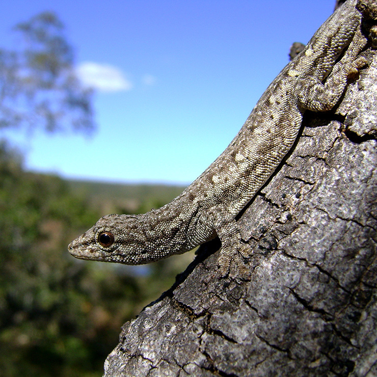 Kluge's Dwarf Gecko (Lygodactylus klugei)