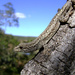K'uge's Dwarf Gecko - Photo (c) Edésio Felix, all rights reserved, uploaded by Edésio Felix