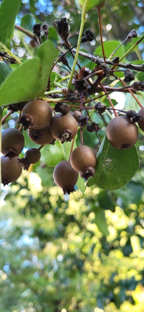 Callery pear from Old North Durham, Durham, NC 27701, USA on October 3 ...