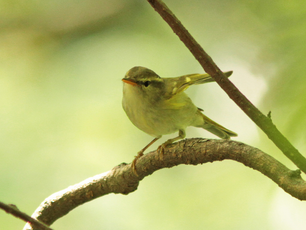 Claudia's Leaf Warbler photo