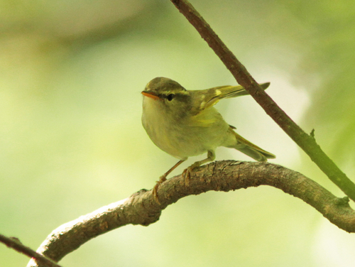 Claudia's Leaf Warbler