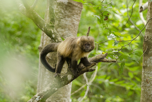 Macaco-prego-do-peito-amarelo – Wikipédia, a enciclopédia livre