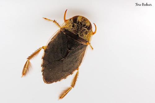 Ilyocoris cimicoides cimicoides