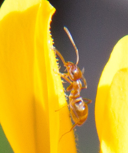 iNaturalist observation photo of Forelius