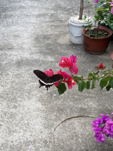 Common Mormon Swallowtail