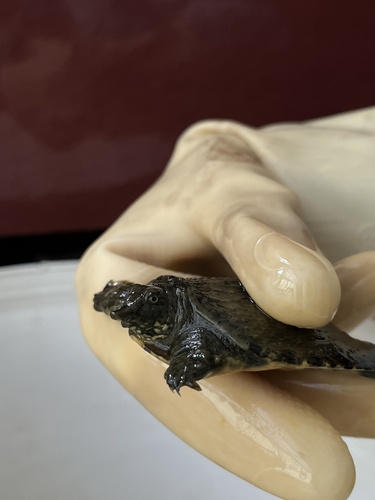 Chinese Softshell Turtle