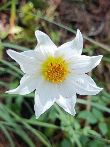 Dahlia merckii Lehm.