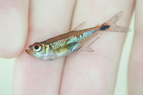 arowana tetra