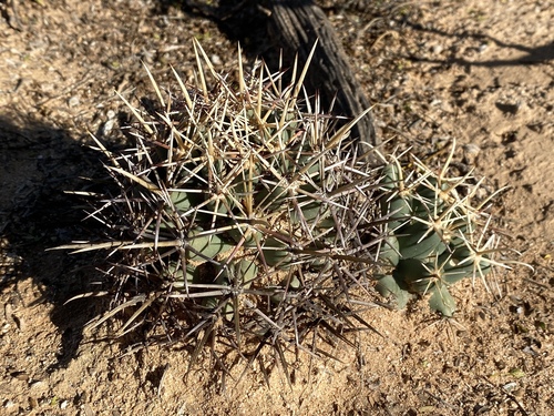 Coryphantha robustispina ssp. robustispina