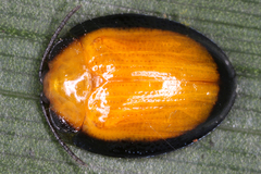 Image of Calyptocephala gerstaeckeri