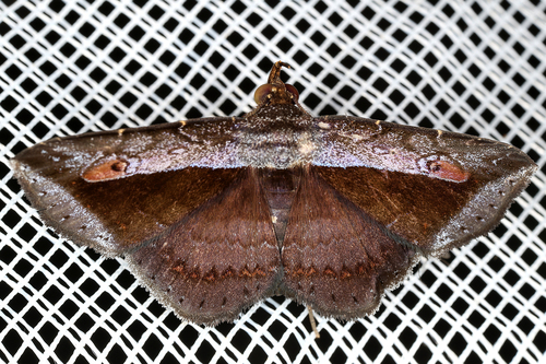 Menecina