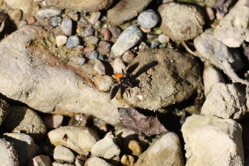 Unknown species found near Putnam County, IN, USA