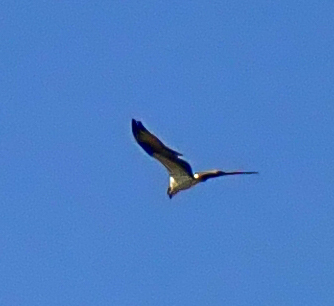 iNaturalist observation photo of Osprey