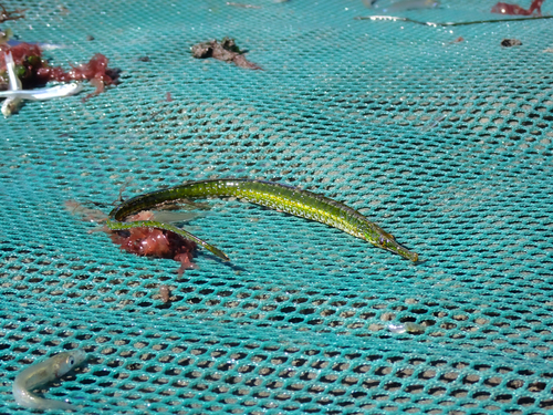 iNaturalist observation photo of Kelp Pipefish