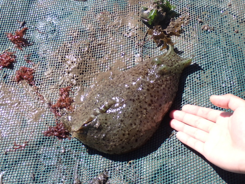 iNaturalist observation photo of California Seahare