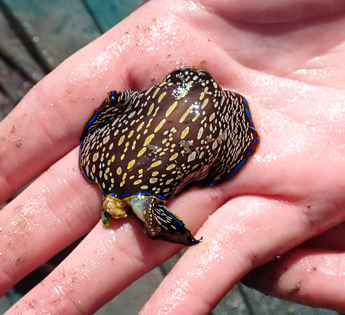 iNaturalist observation photo of California Aglaja