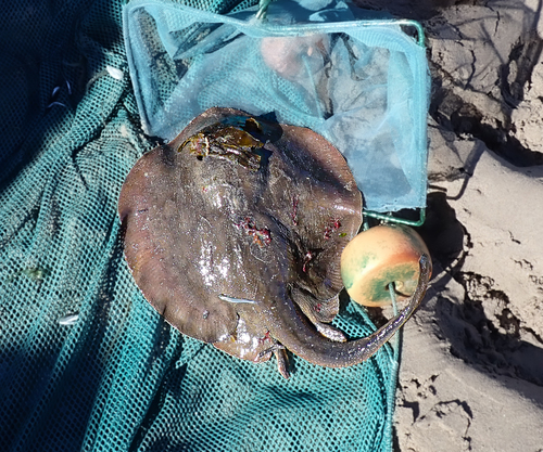 iNaturalist observation photo of Haller's Round Ray