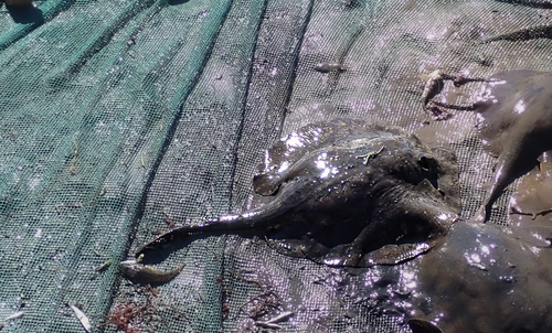 iNaturalist observation photo of Haller's Round Ray