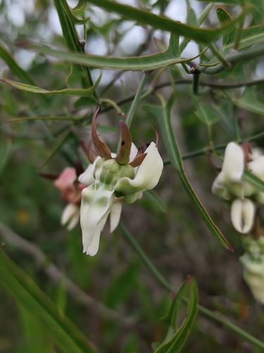 Araujia angustifolia
