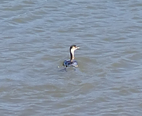iNaturalist observation photo of Eared Grebe