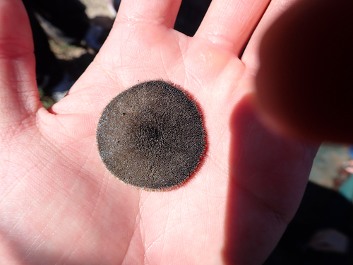 iNaturalist observation photo of Eccentric Sand Dollar
