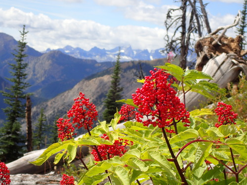 Raudonuogis šeivamedis nuotrauka