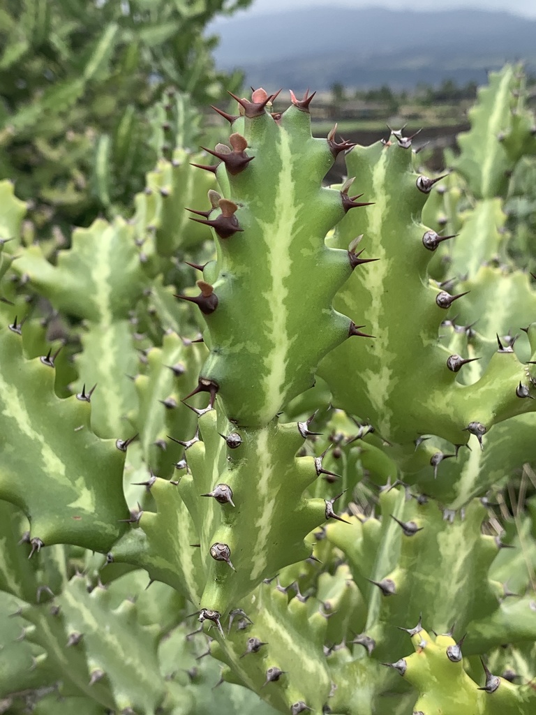 Euphorbia lactea