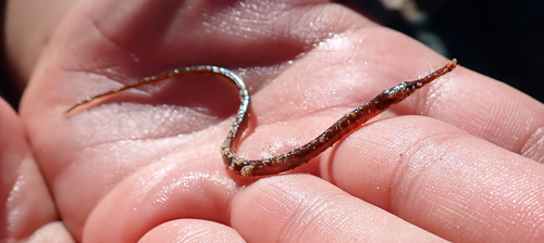 iNaturalist observation photo of Kelp Pipefish
