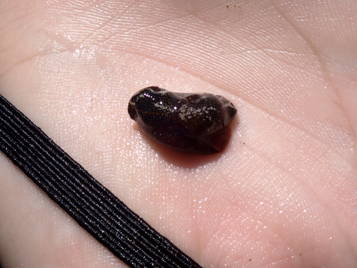 iNaturalist observation photo of California Aglaja