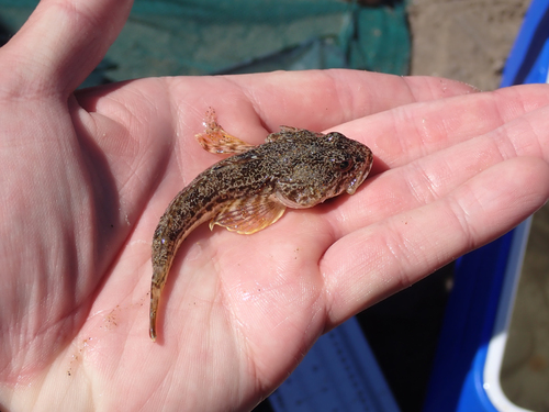 iNaturalist observation photo of Pacific Staghorn Sculpin