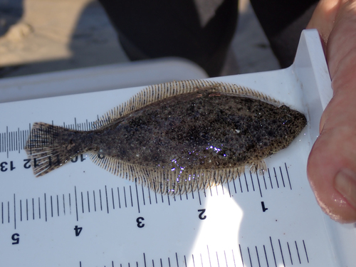 iNaturalist observation photo of California Halibut