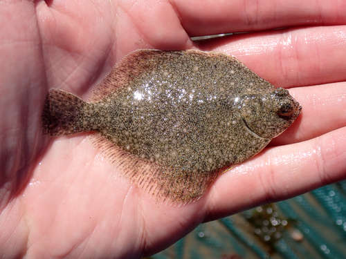 iNaturalist observation photo of Diamond Turbot