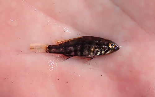 iNaturalist observation photo of Barred Sand Bass