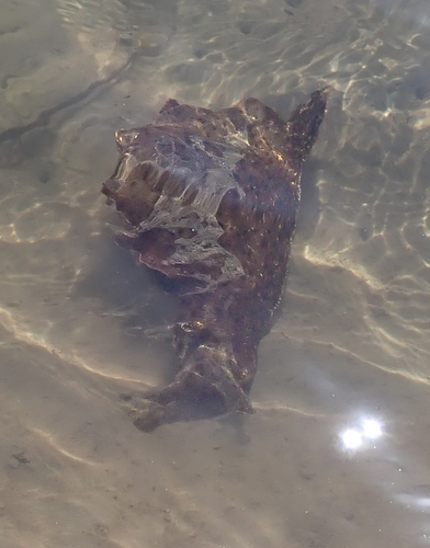 iNaturalist observation photo of California Seahare