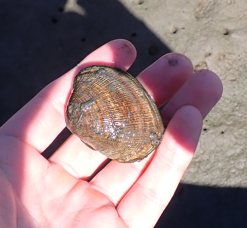 iNaturalist observation photo of Pacific Littleneck Clam