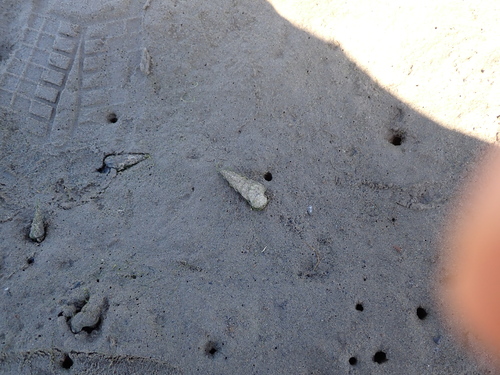 iNaturalist observation photo of California Horn Snail