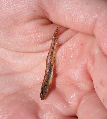 iNaturalist observation photo of Arrow Goby