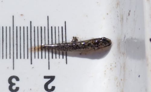 iNaturalist observation photo of Shadow Goby