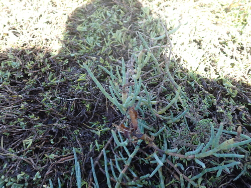 iNaturalist observation photo of Pacific Glasswort