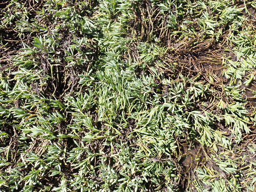 iNaturalist observation photo of Marsh Jaumea