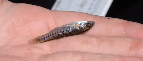 iNaturalist observation photo of California Killifish