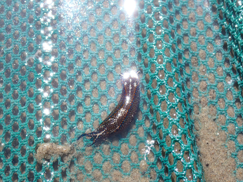 iNaturalist observation photo of California Aglaja