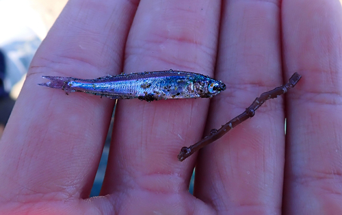 iNaturalist observation photo of Topsmelt Silverside