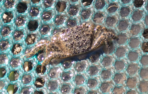 iNaturalist observation photo of Yellow Shore Crab